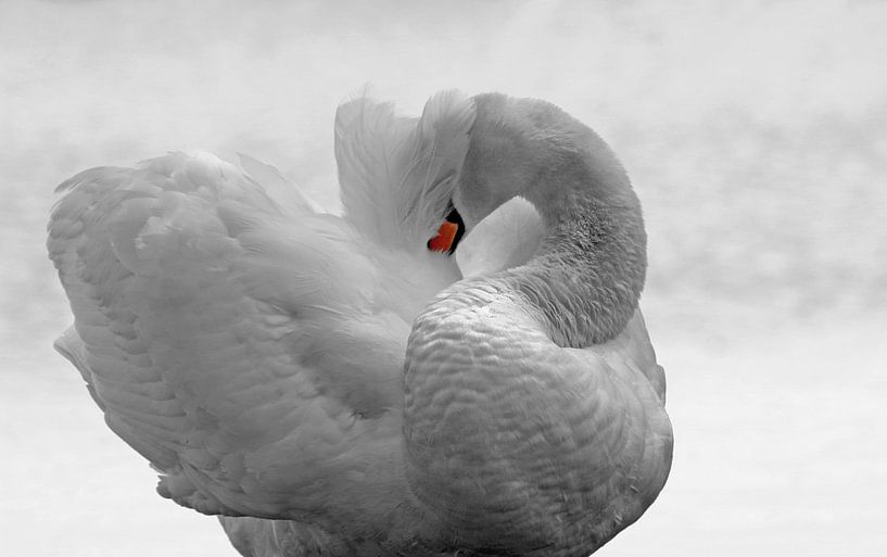Zwaan zwart wit met kleurelement by Yvonne Steenbergen