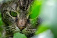 Tiger im Garten