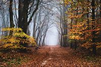 The fringe of fall