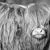 Highlander écossais dans les dunes en noir et blanc sur Miranda Vleerlaag