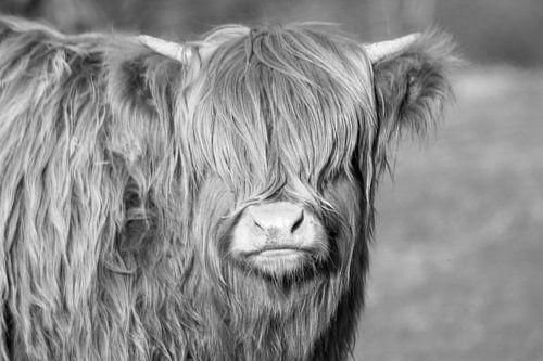 Highlander écossais dans les dunes en noir et blanc