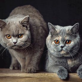 Two very beautiful British Shorthair cats posing on a wooden stool by Jan de Wild