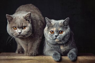 Twee hele mooie Britse Korthaar katten poseren op een houten krukje van Jan de Wild