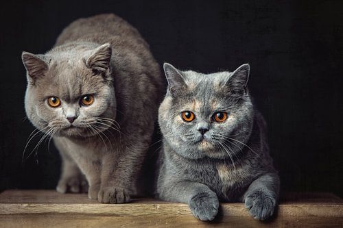 Two very beautiful British Shorthair cats posing on a wooden stool