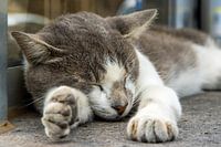Slapende kat