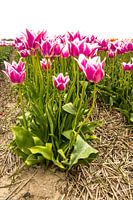 Tulpenzwiebelfeld in Nordholland