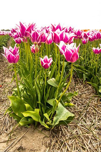 Tulpenbollenveld in Noord Holland