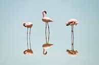 Ein Spiegelbild des Flamingo's von Sandra de Swart Miniaturansicht