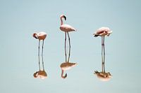Ein Spiegelbild des Flamingo's