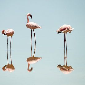 Ein Spiegelbild des Flamingo's von Sandra de Swart