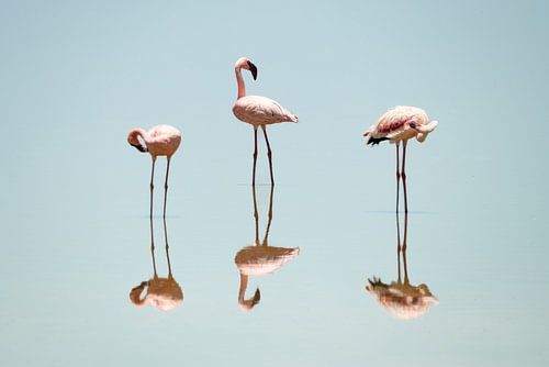 Ein Spiegelbild des Flamingo's
