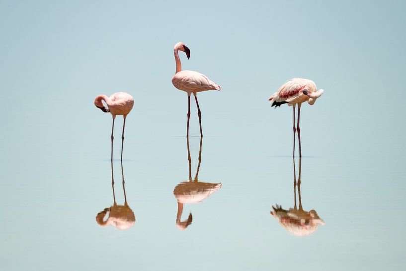 Ein Spiegelbild des Flamingo's von Sandra de Swart