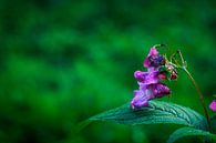 Violette Blume von Laura Reedijk Miniaturansicht
