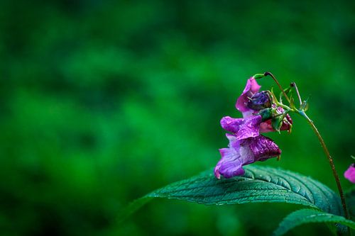 Violette Blume