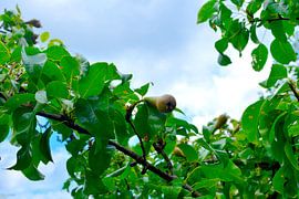 Birne im Wachstum Sommer von Lilly Wonderz