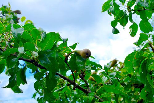 Pear in growth summer