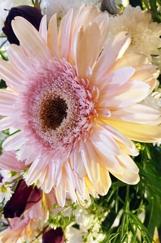 Zacht Gerberabloemen Portret