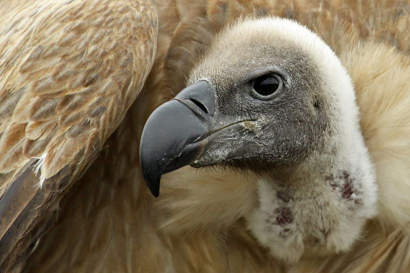 Gänsegeier von Antwan Janssen