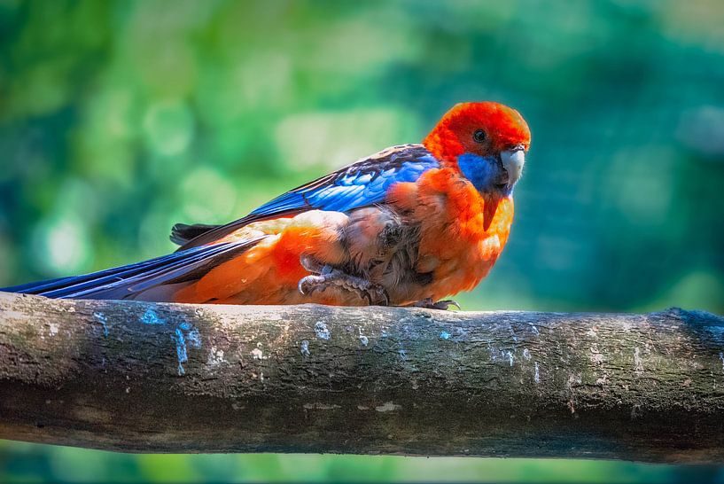 _DSC5485 par Bart Verdijk