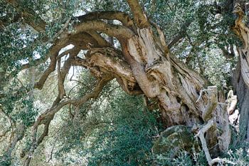 Face in old olive tree