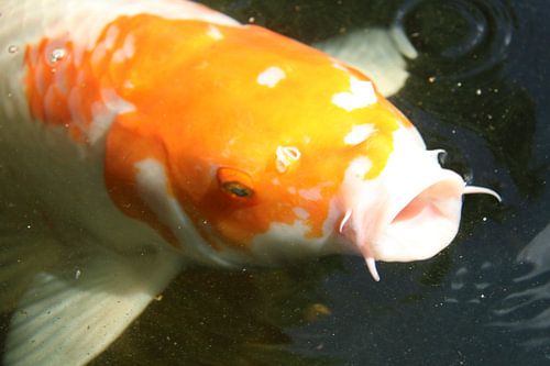 kooikarper