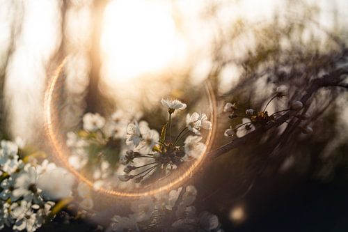 Lente ontwaken