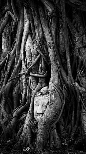 Buddha in the trees