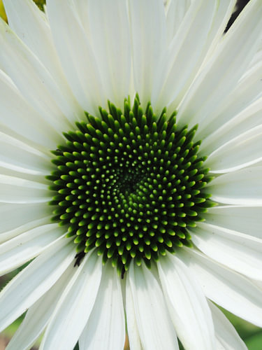 Groen hart