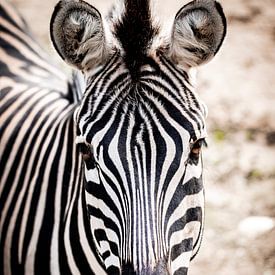 Close-up van een Zebra van Design Wall Arts