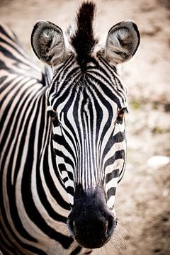 Close-up van een Zebra van Design Wall Arts