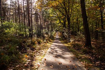 Zonneschijn Bospad 3 - Herfst in Hoenderloo van Deborah de Meijer