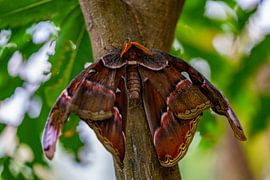 Atlasspinner an einem Baum Schmetterling