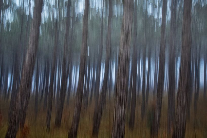 dennenbos van peterheinspictures