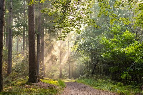 Een stralend begin van de dag, als je heel vroeg in het bos gaat wandelen.