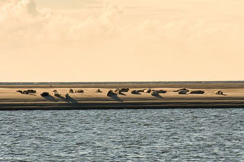 Sandbank mit Seehunden am Strand von Blåvand