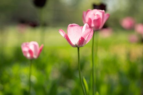 Tulpen in het zonlicht .
