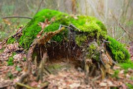 Moosbewachsener Baumstumpf – Waldgebiet Utrechtse Heuvelrug