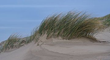 Herbe haute dans les dunes sur Paul Groefsema