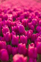 Paarse tulpen