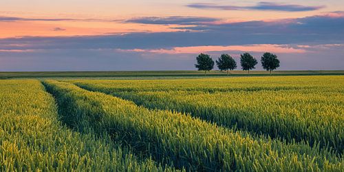 Een zomeravond in de Johannes Kerkhovenpolder