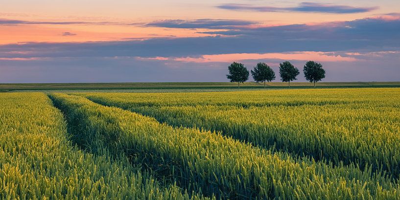 Summer evening in the Johannes Kerkhoven polder by Henk Meijer Photography