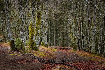 Forêt près du Lac Vert dans les Vosges sur Rob Boon
