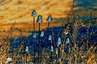 Distels in de herfst
