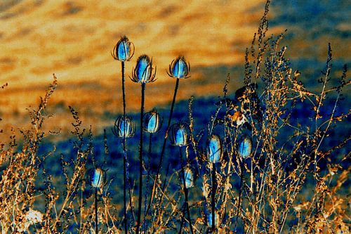 Distels in de herfst