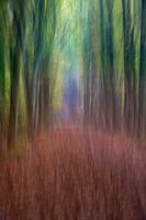 Dansende bomen.