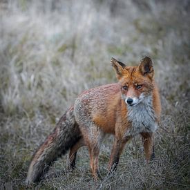 Fuchs in den Dünen von Tom Zwerver