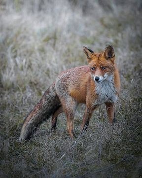 Fuchs in den Dünen von Tom Zwerver