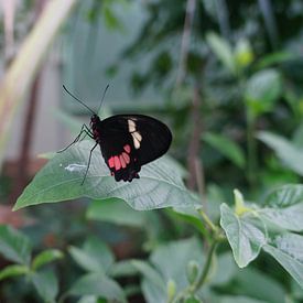 kleiner Schmetterling von Lieke Elsinga