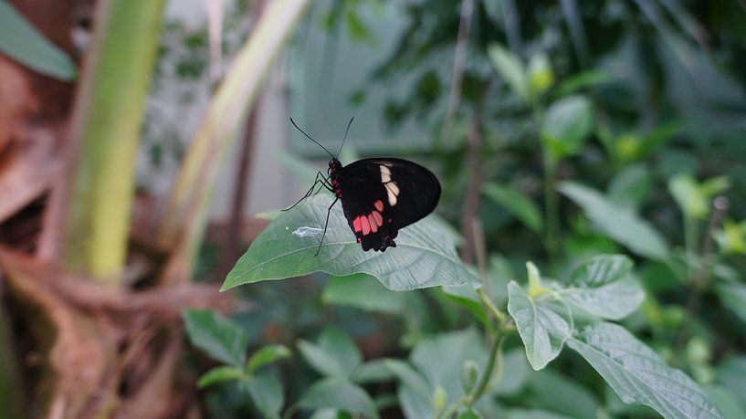 little butterfly by Lieke Elsinga