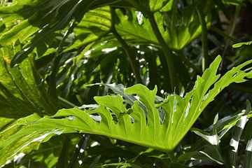 Natuurlijke compositie in de Jungle van Bianca ter Riet